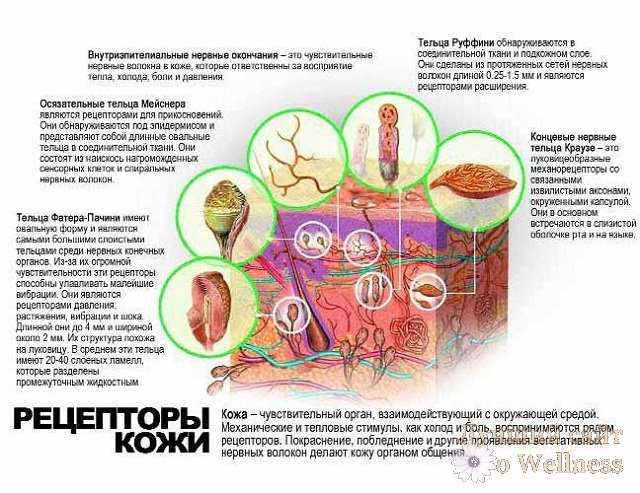 Уникальные функции кожи