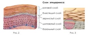 Кожа в косметологии - обсудим самый большой орган человека