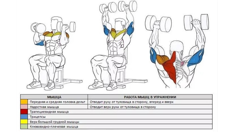 Какие мышцы задействует жим Арнольда
