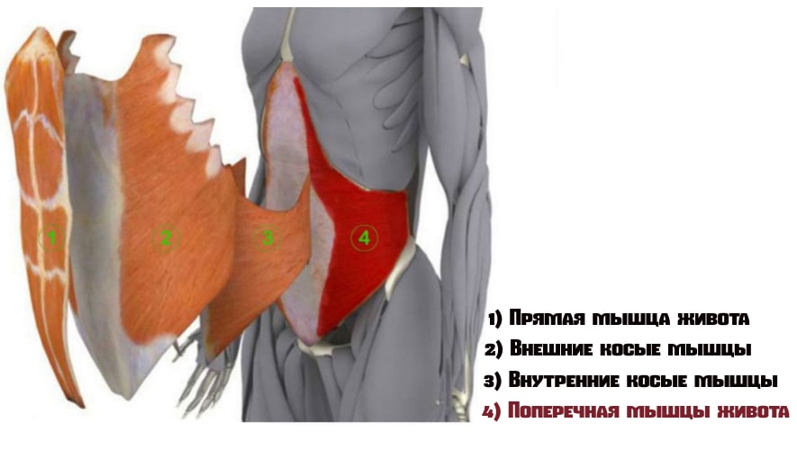 Мышцы живота