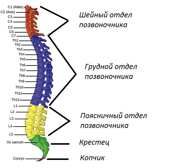 Позвоночник человека фото с описанием, строение, нумерация дисков