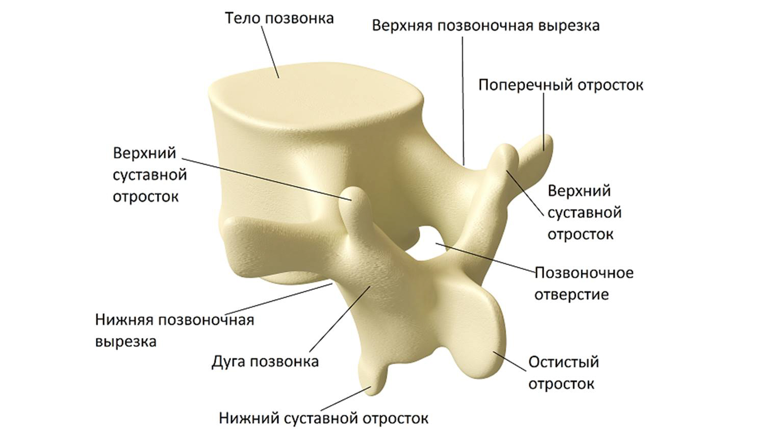 строение позвонка