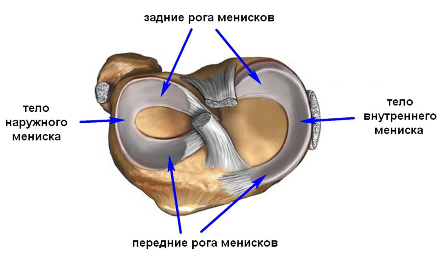 строение колена