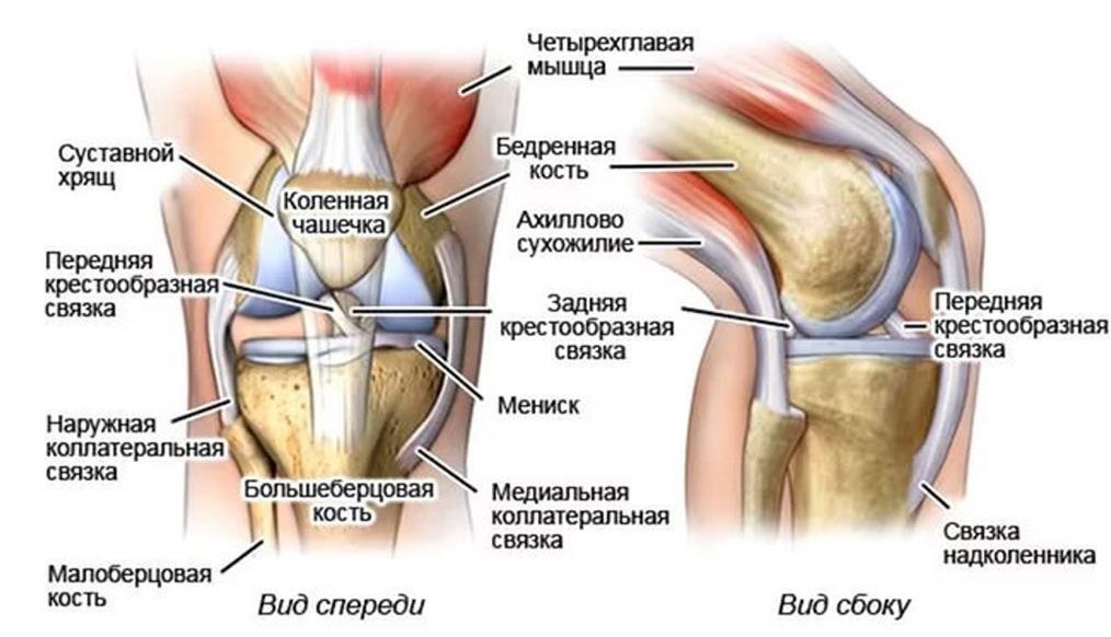 строение колена