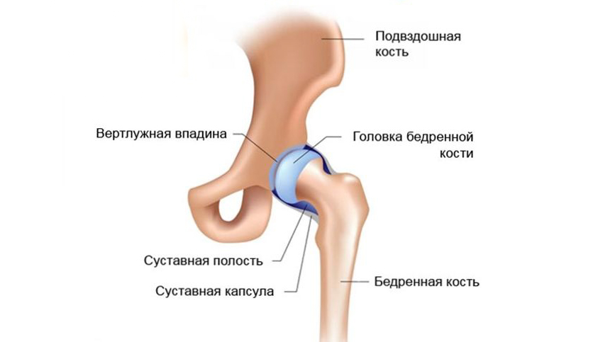 строение тазобедренных суставов