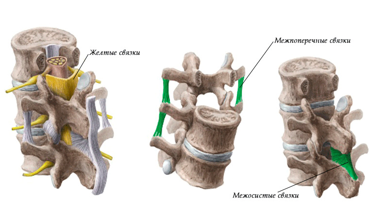 связки позвоночника