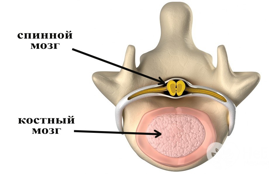 спинной мозг костный мозг