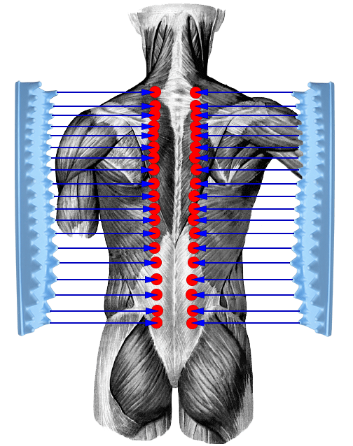 Верхний отдел спины. Мышечный корсет спины. Мышцы позвоночника. Мышцы вдоль позвоночника. Мышцы вдоль спины.