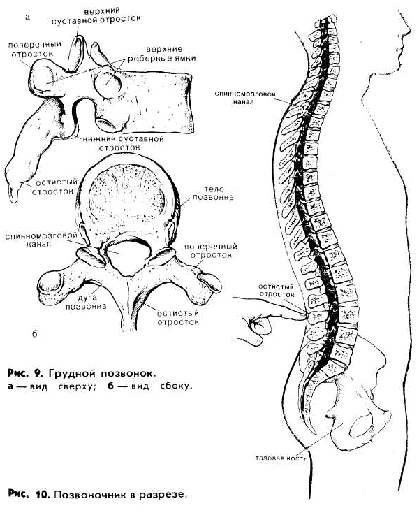 Позвонок грудного отдела рисунок