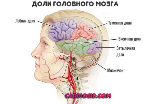 Влияние повышенного атмосферного давления на организм человека. Влияние низкого атмосферного давления на организм 