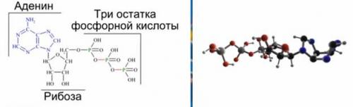 Обмен веществ и энергии в клетках