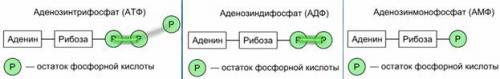 Обмен веществ и энергии в клетках