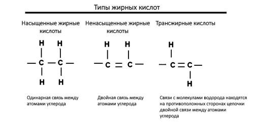 Жиры наиболее тяжелы для желудка и содержат избыточное количество. Чем различаются жирные кислоты