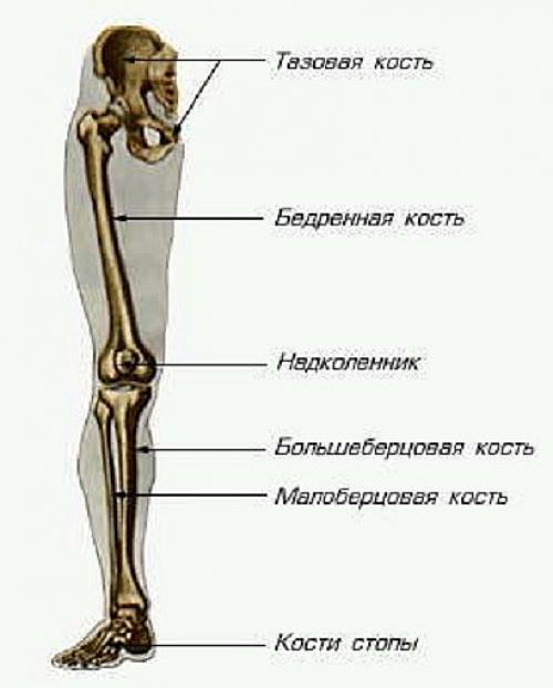 Кости человека функции. Функции скелета 01